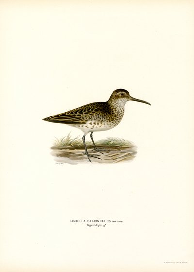 Brednebbsnebb (farge litho) av Magnus Ferdinand and Wilhelm von Wright