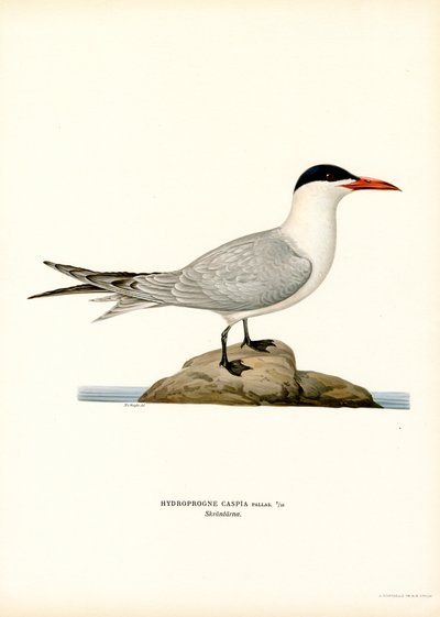 Kaspisk tern (farge litho) av Magnus Ferdinand and Wilhelm von Wright