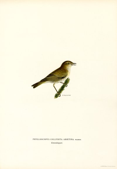 Chiffchaff (farge litho) av Magnus Ferdinand and Wilhelm von Wright