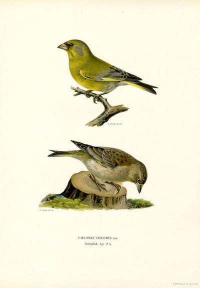 Vanlig grønnfink (farge litho) av Magnus Ferdinand and Wilhelm von Wright