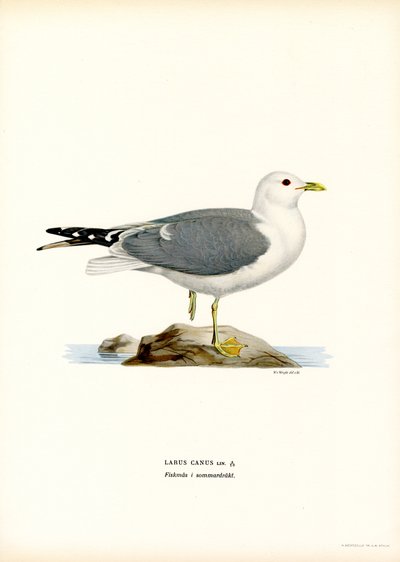 Vanlig måke (farge litho) av Magnus Ferdinand and Wilhelm von Wright