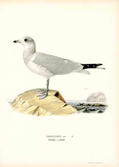 Vanlig måke (farge litho) av Magnus Ferdinand and Wilhelm von Wright