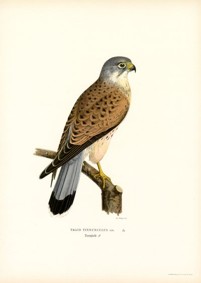 Vanlig tårnfalk (litho farge) av Magnus Ferdinand and Wilhelm von Wright