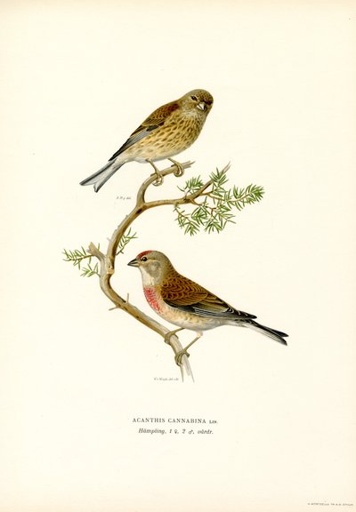 Common Linnet (farge litho) av Magnus Ferdinand and Wilhelm von Wright