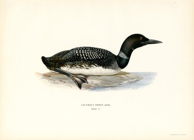 Vanlig lom (farge litho) av Magnus Ferdinand and Wilhelm von Wright