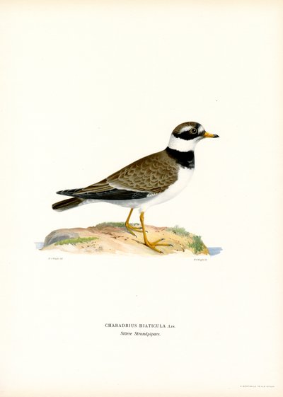 Hjelme (farge litho) av Magnus Ferdinand and Wilhelm von Wright