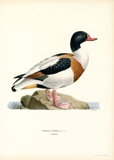 Vanlig Shelduck (farge litho) av Magnus Ferdinand and Wilhelm von Wright