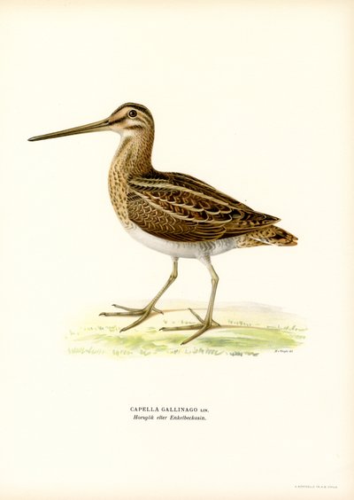 Snipe (farge litho) av Magnus Ferdinand and Wilhelm von Wright