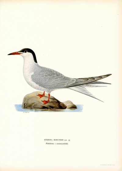 Terne (farge litho) av Magnus Ferdinand and Wilhelm von Wright