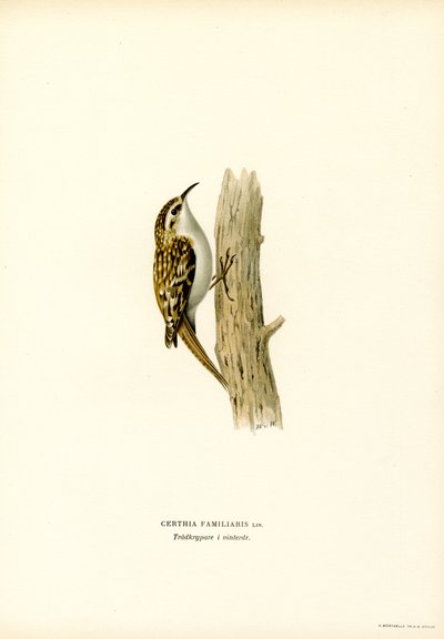 Vanlig Treecreeper (farge litho) av Magnus Ferdinand and Wilhelm von Wright