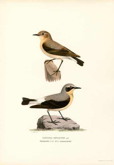 Vanlig hvete (farge litho) av Magnus Ferdinand and Wilhelm von Wright