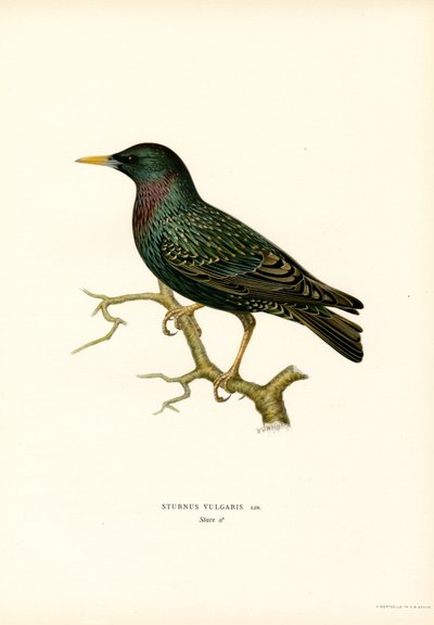 Vanlig stær (farge litho) av Magnus Ferdinand and Wilhelm von Wright