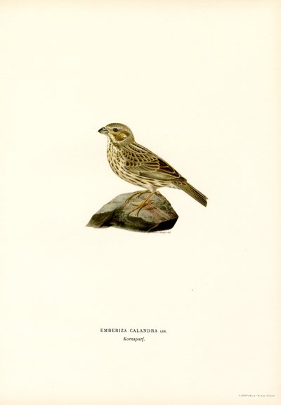 Maisspurv (farge litho) av Magnus Ferdinand and Wilhelm von Wright