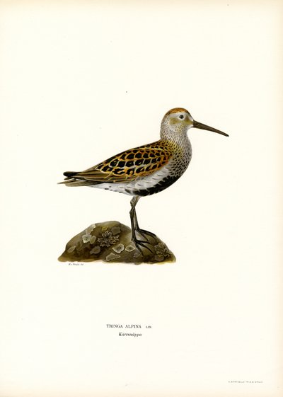 Dunlin (farge litho) av Magnus Ferdinand and Wilhelm von Wright