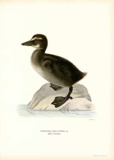 Ærfugl (farge litho) av Magnus Ferdinand and Wilhelm von Wright