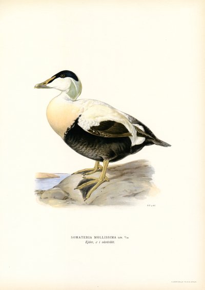 Ærfugl (farge litho) av Magnus Ferdinand and Wilhelm von Wright