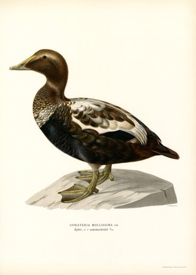 Ærfugl (farge litho) av Magnus Ferdinand and Wilhelm von Wright