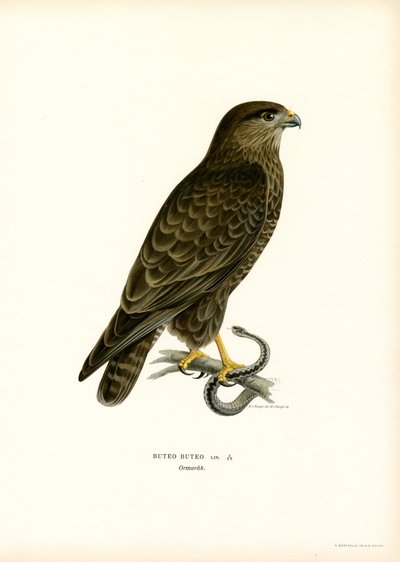Eurasian Buzzard (farge litho) av Magnus Ferdinand and Wilhelm von Wright