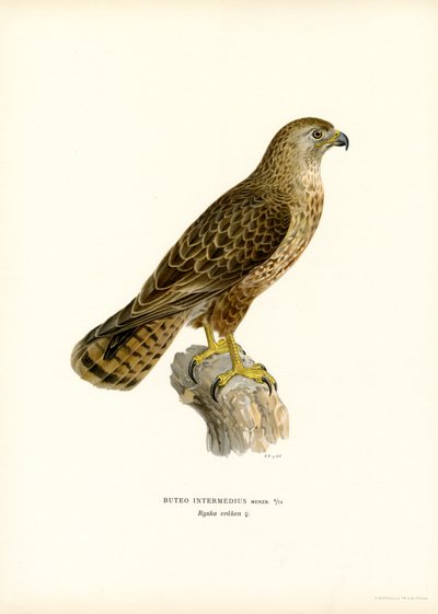 Eurasian Buzzard (farge litho) av Magnus Ferdinand and Wilhelm von Wright