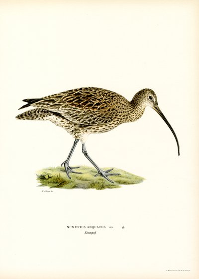 Eurasian Curlew (farge litho) av Magnus Ferdinand and Wilhelm von Wright