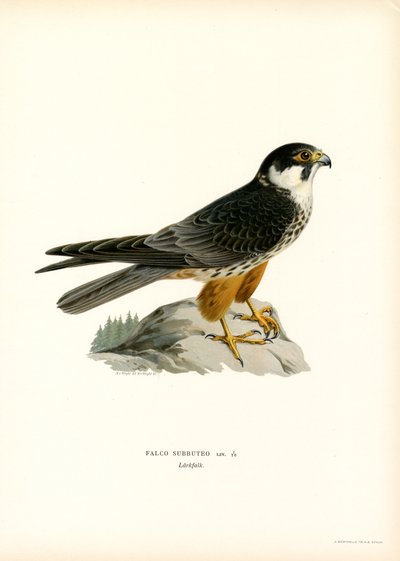 Eurasian Hobby (farge litho) av Magnus Ferdinand and Wilhelm von Wright