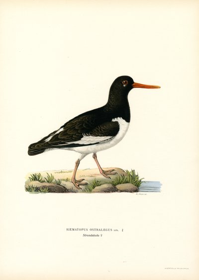 Eurasisk østersfanger (farge litho) av Magnus Ferdinand and Wilhelm von Wright