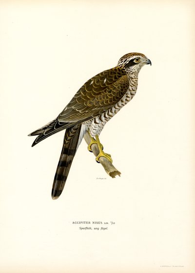 Sparrowhawk (farge litho) av Magnus Ferdinand and Wilhelm von Wright