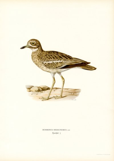 Eurasisk steinkrølle (farge litho) av Magnus Ferdinand and Wilhelm von Wright