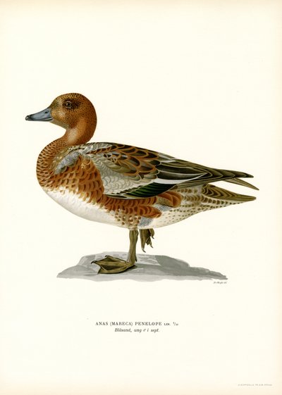 Eurasian Wigeon (farge litho) av Magnus Ferdinand and Wilhelm von Wright