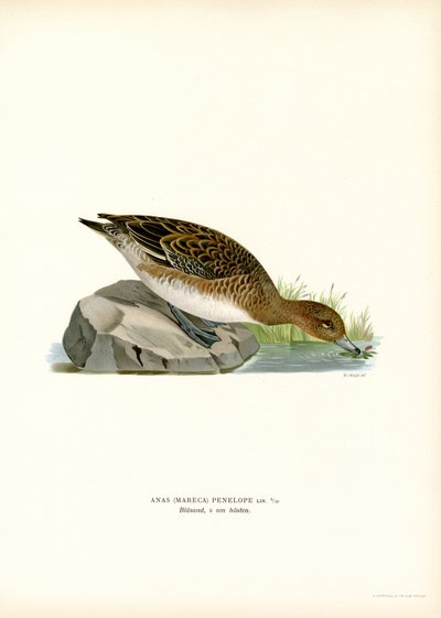 Eurasian Wigeon (farge litho) av Magnus Ferdinand and Wilhelm von Wright