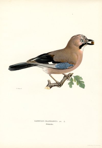 eurasisk jay (farge litho) av Magnus Ferdinand and Wilhelm von Wright