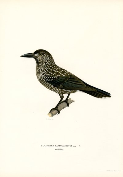 Eurasisk nøtteknekker (farge litho) av Magnus Ferdinand and Wilhelm von Wright
