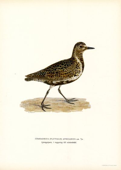 European Golden Plover (farge litho) av Magnus Ferdinand and Wilhelm von Wright