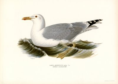 Europeisk sildemåke (farge litho) av Magnus Ferdinand and Wilhelm von Wright