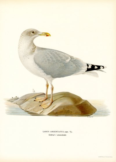 Europeisk sildemåke (farge litho) av Magnus Ferdinand and Wilhelm von Wright