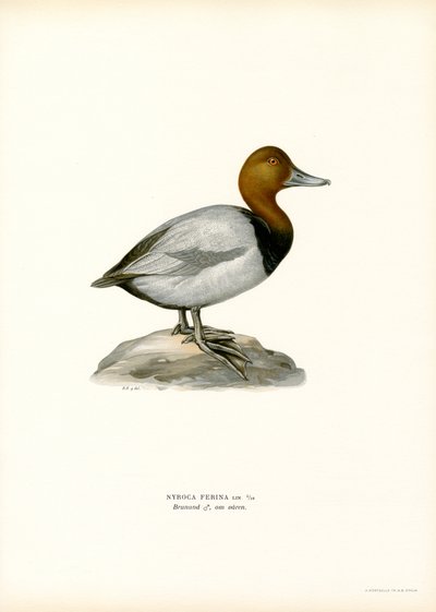 Europeisk pochard (farge litho) av Magnus Ferdinand and Wilhelm von Wright