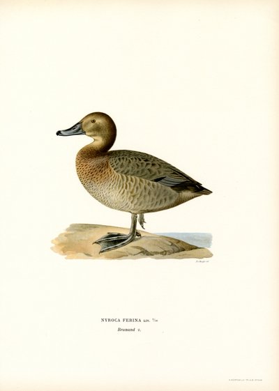 Europeisk pochard (farge litho) av Magnus Ferdinand and Wilhelm von Wright