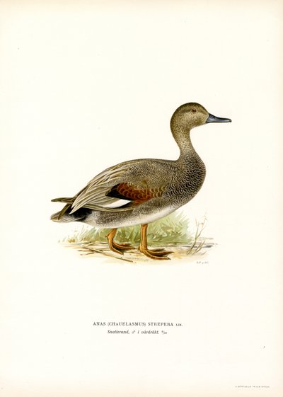 Gadwall (farge litho) av Magnus Ferdinand and Wilhelm von Wright