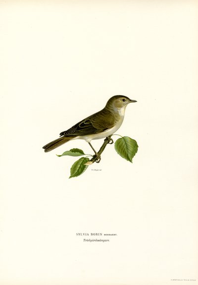 Hagesanger (farge litho) av Magnus Ferdinand and Wilhelm von Wright