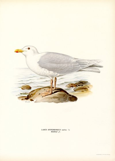 Glaucous Gull (farge litho) av Magnus Ferdinand and Wilhelm von Wright
