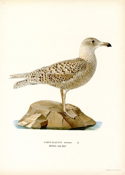 Glaucous Gull (farge litho) av Magnus Ferdinand and Wilhelm von Wright