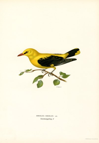 Gylden oriole (farge litho) av Magnus Ferdinand and Wilhelm von Wright