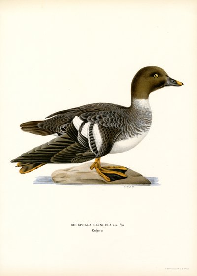 Goldeneye Duck (farge litho) av Magnus Ferdinand and Wilhelm von Wright