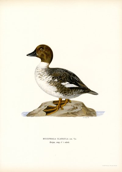 Goldeneye Duck (farge litho) av Magnus Ferdinand and Wilhelm von Wright