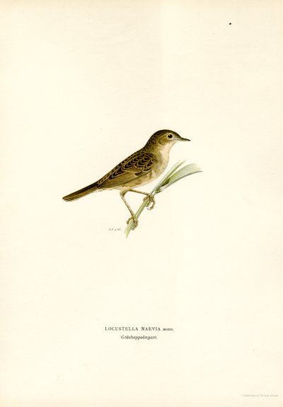 Grasshopper Warbler (farge litho) av Magnus Ferdinand and Wilhelm von Wright