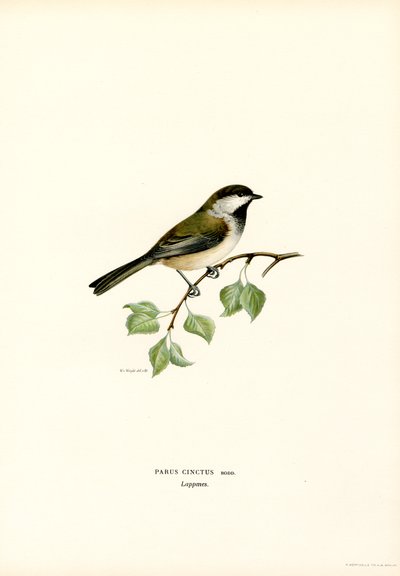 Gråhodet Chickadee (farge litho) av Magnus Ferdinand and Wilhelm von Wright