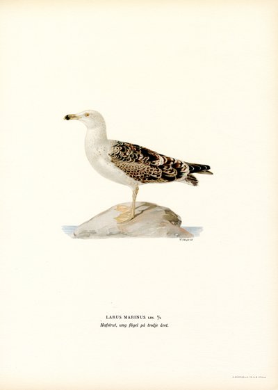 Stor svartbakmåke (farge litho) av Magnus Ferdinand and Wilhelm von Wright