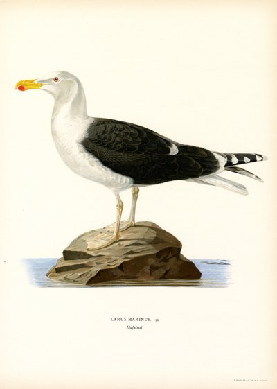 Stor svartbakmåke (farge litho) av Magnus Ferdinand and Wilhelm von Wright