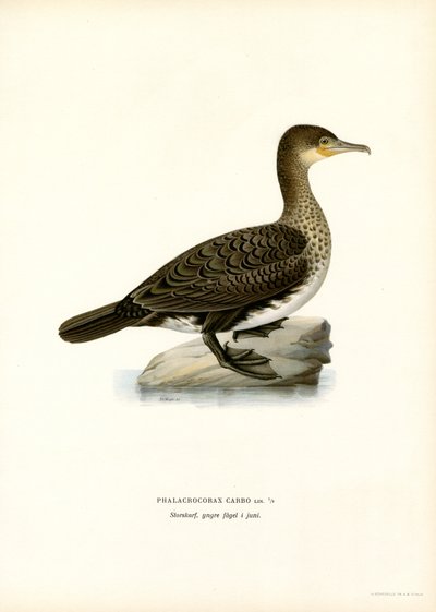 Storskarv (farge litho) av Magnus Ferdinand and Wilhelm von Wright