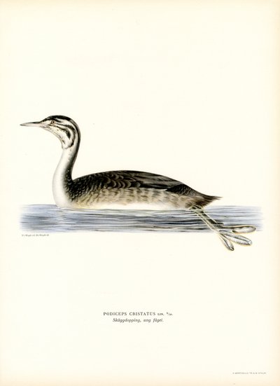 Great Crested Grebe (farge litho) av Magnus Ferdinand and Wilhelm von Wright